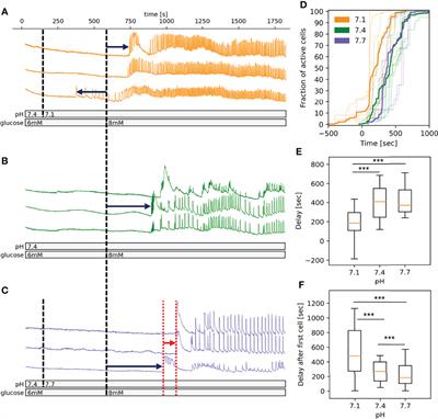 pH-Dependence of Glucose-Dependent Activity of Beta Cell Networks in Acute Mouse Pancreatic Tissue Slice